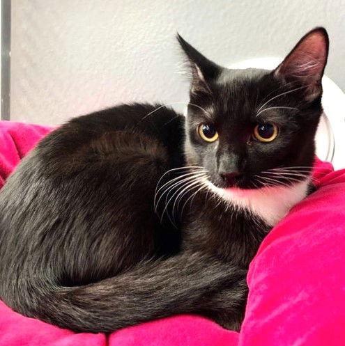 Enlarge Fred, a Adoptable Domestic Short Hair in St. Cloud, FL image 2/3