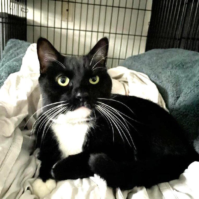 Fred, a Adoptable Domestic Short Hair in St. Cloud, FL image 2/3