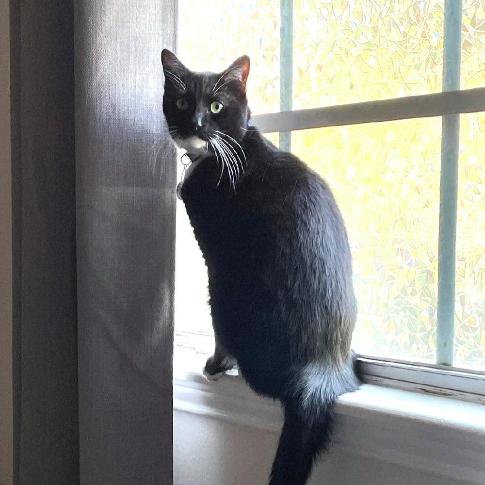 Enlarge Fred, a Adoptable Domestic Short Hair in St. Cloud, FL image 3/3