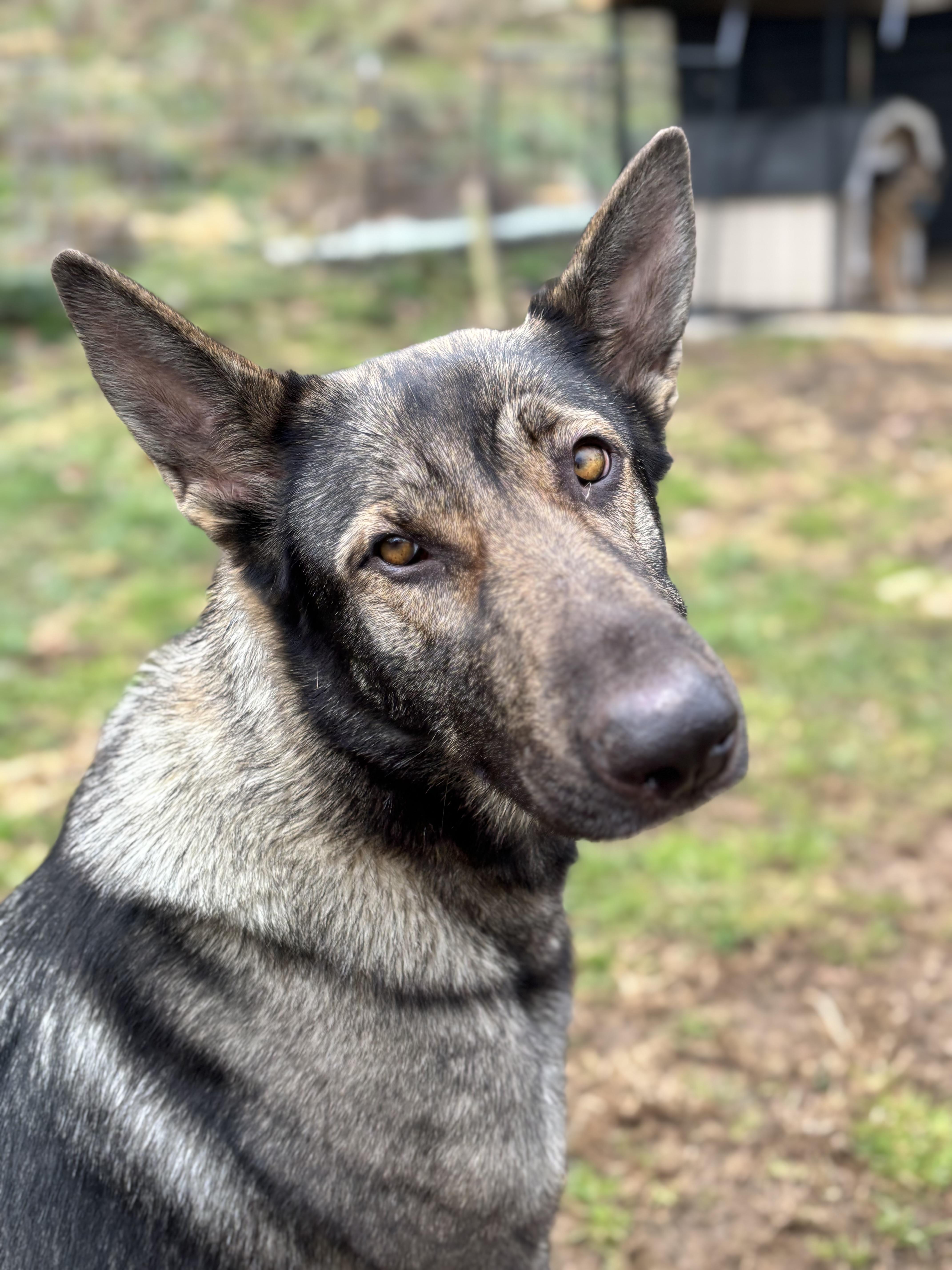 Enlarge Jingle, an adopted German Shepherd Dog in Lucasville, OH image 1/2