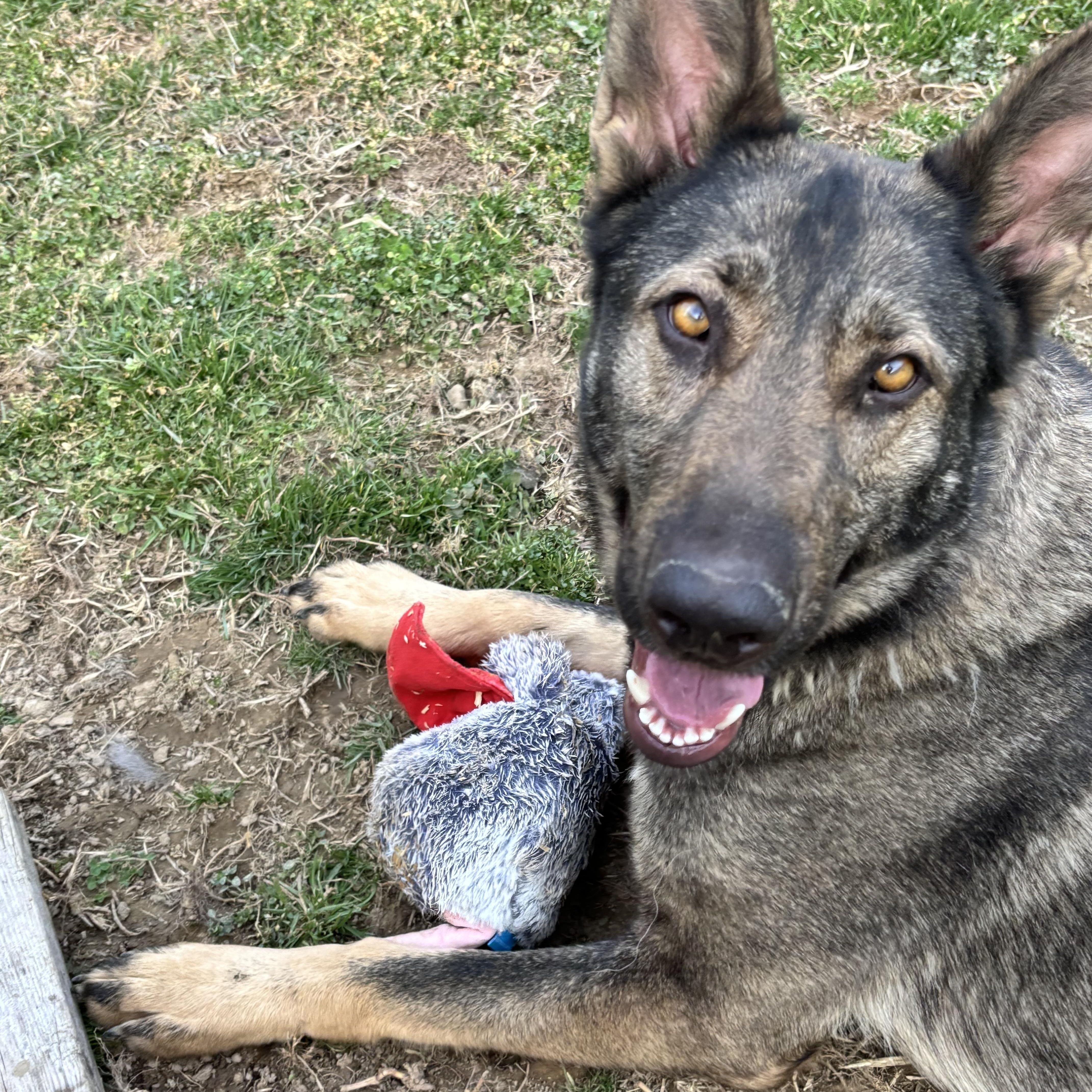 Enlarge Jingle, an adopted German Shepherd Dog in Lucasville, OH image 2/2