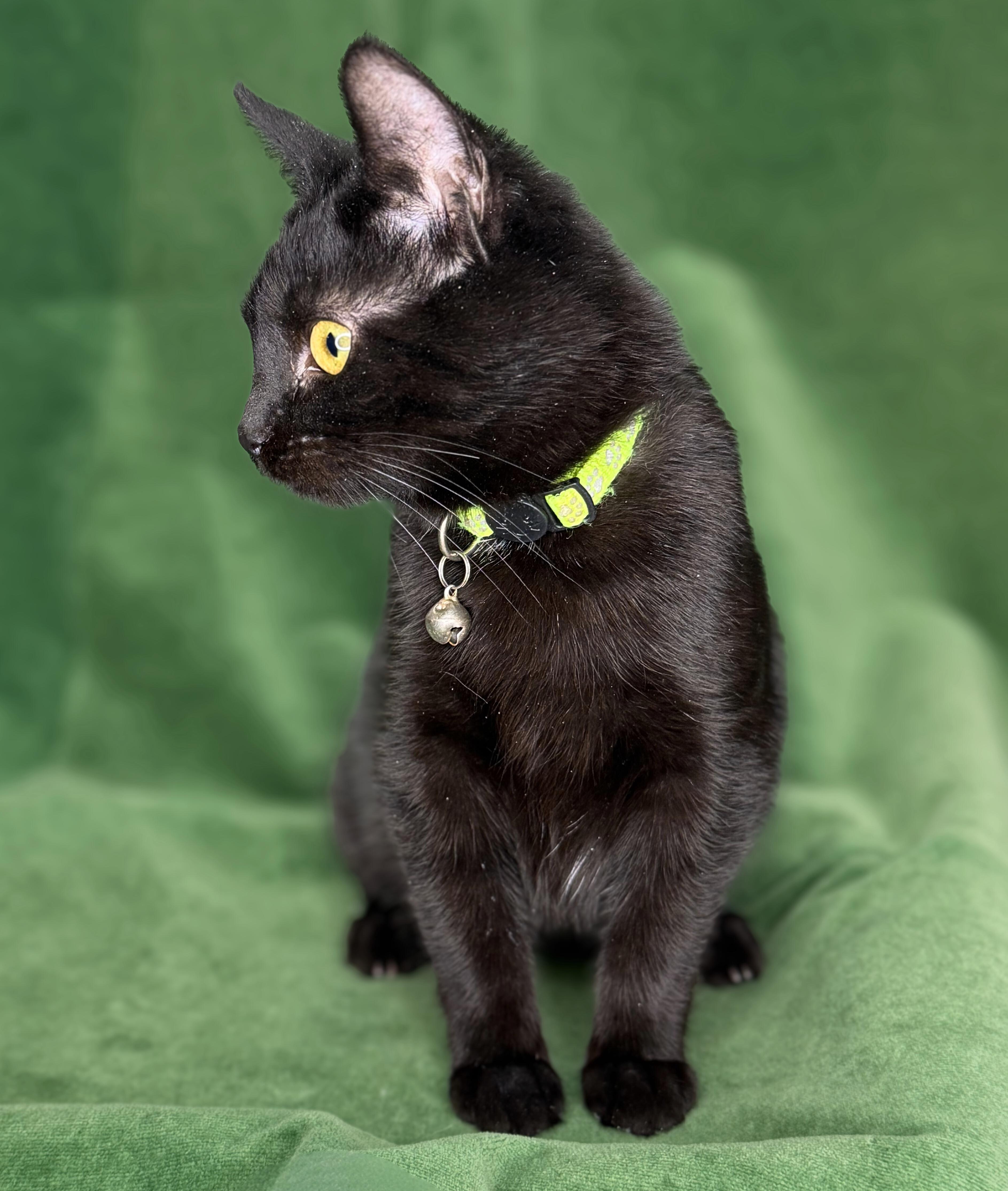 Enlarge Raja and Haydeez, a Adoptable American Shorthair in Frederick, MD image 5/6