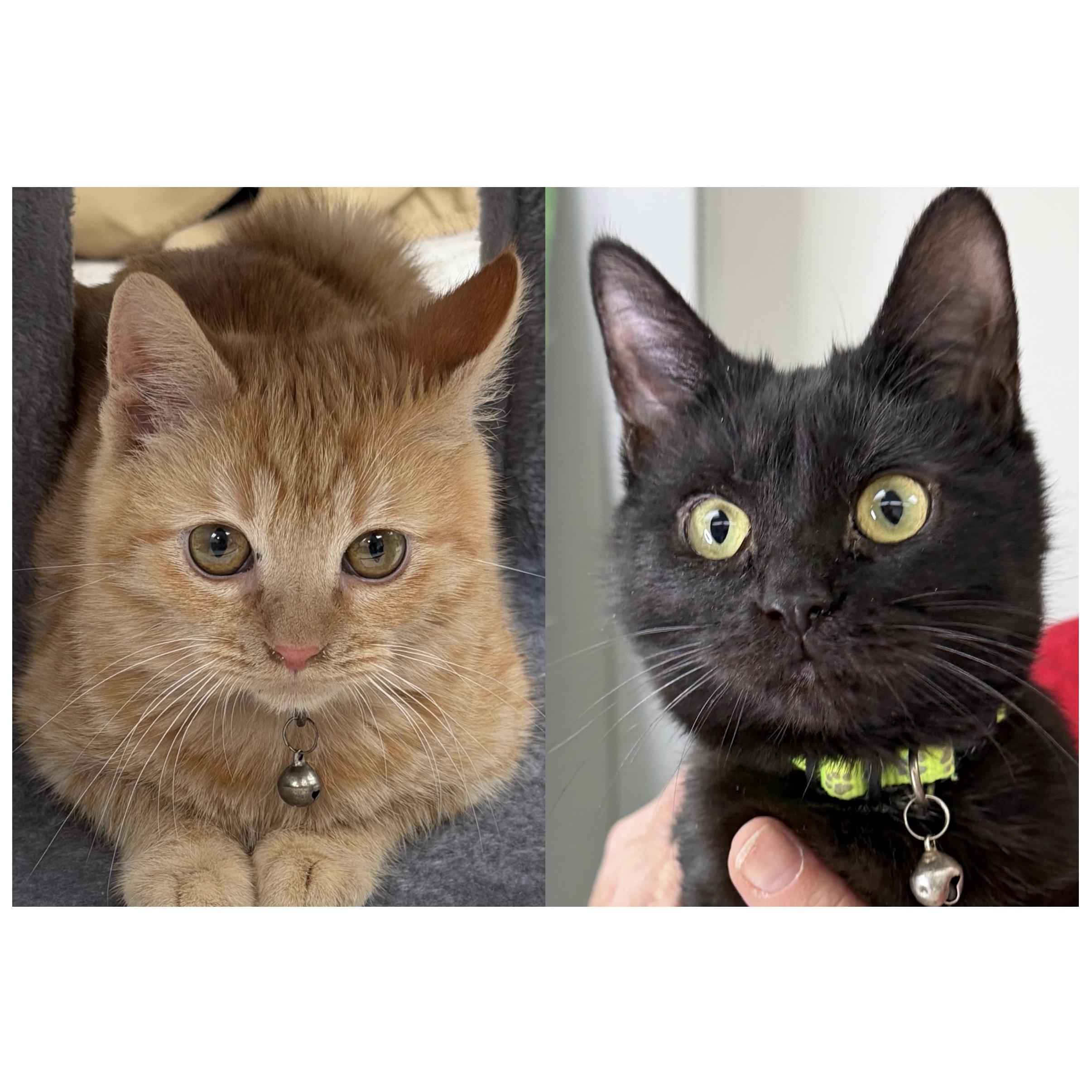 Raja and Haydeez, Adoptable, Young Male American Shorthair.