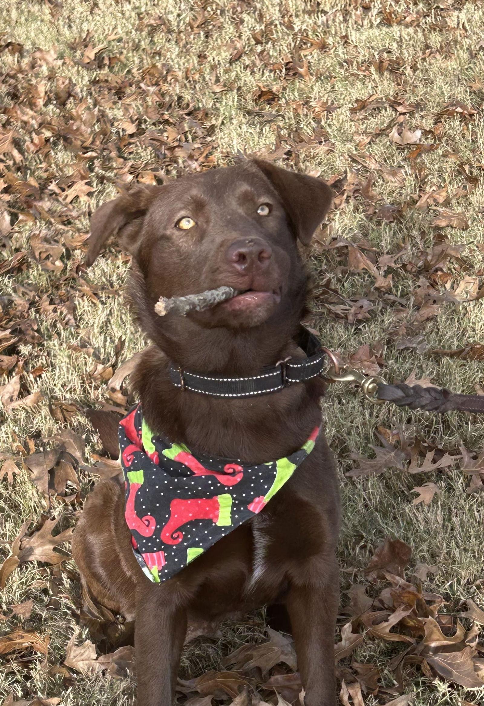 Millie, a Adopted mixed breed in Munford, TN image 1/3