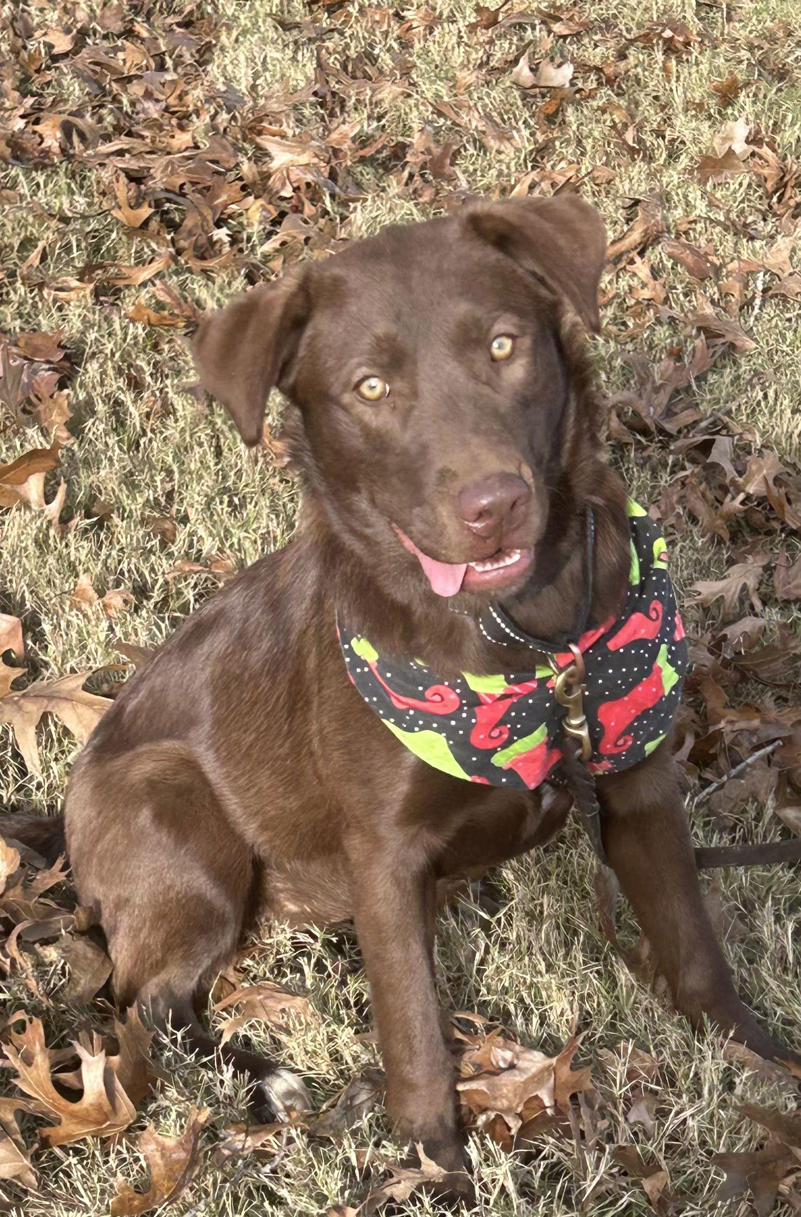 Millie, a Adopted mixed breed in Munford, TN image 2/3