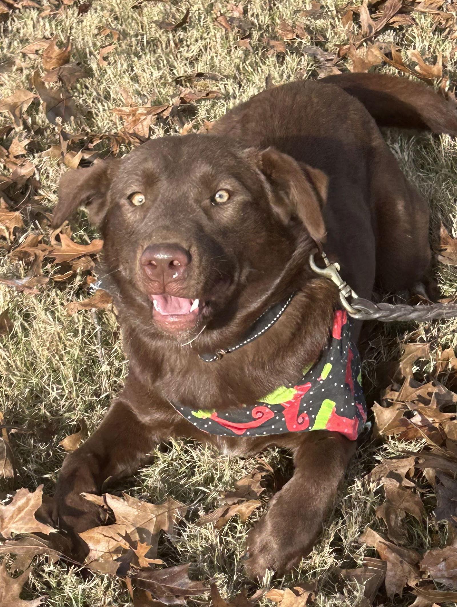 Millie, a Adopted mixed breed in Munford, TN image 3/3