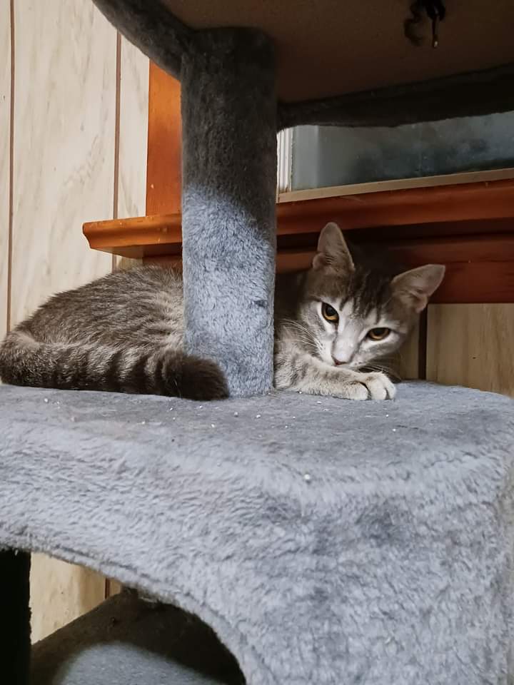Cinnamon, adopted, Adult Female Domestic Short Hair.