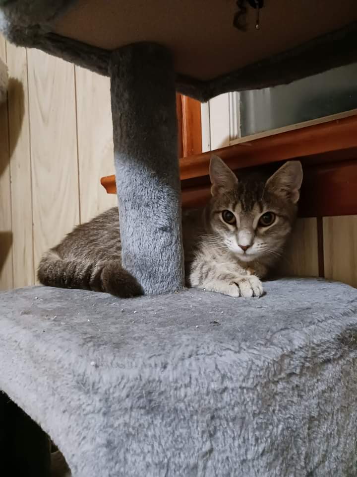 Cinnamon, an adopted Domestic Short Hair in Nanticoke, PA image 2/3