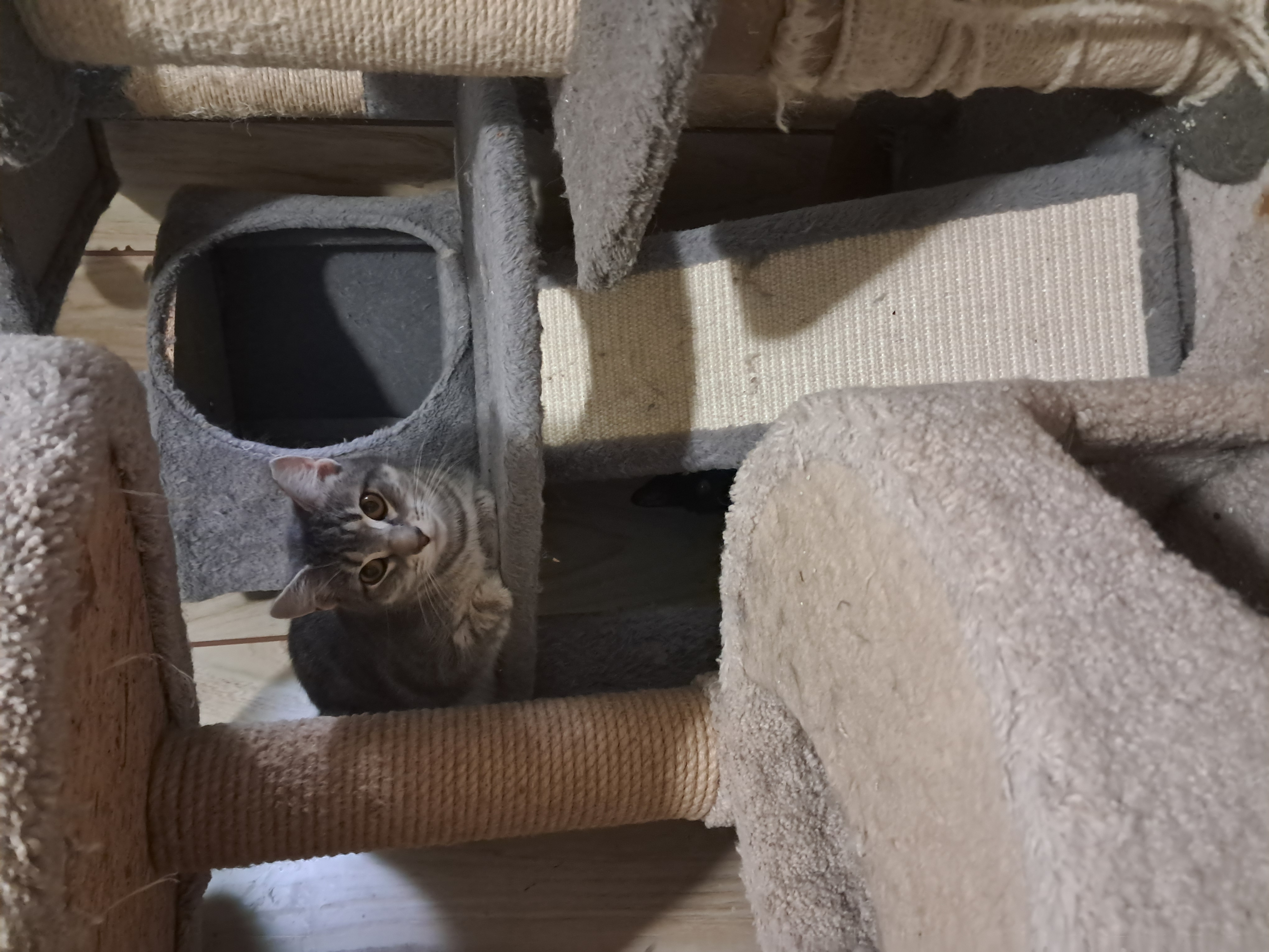 Cinnamon, an adopted Domestic Short Hair in Nanticoke, PA image 3/3