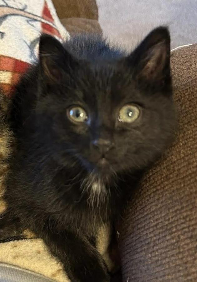 Pepper, a ADOPTABLE Domestic Short Hair in Sioux Falls, SD image 2/2