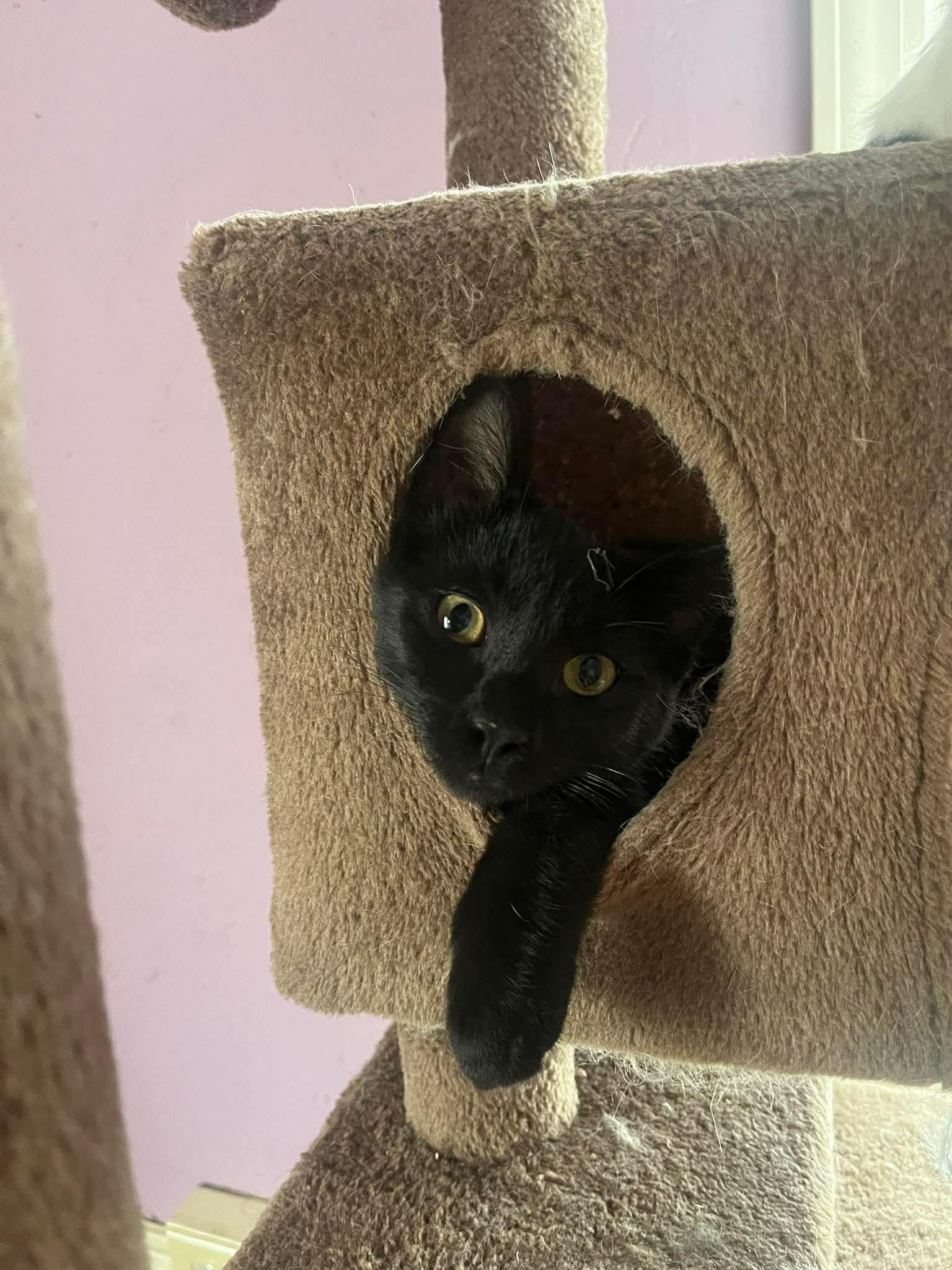 Pepper, ADOPTABLE, Kitten Male Domestic Short Hair.
