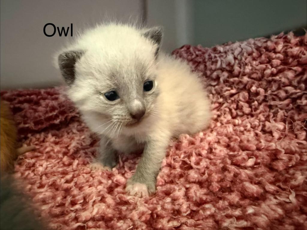 Owl, Adoptable, Kitten Male Domestic Short Hair.