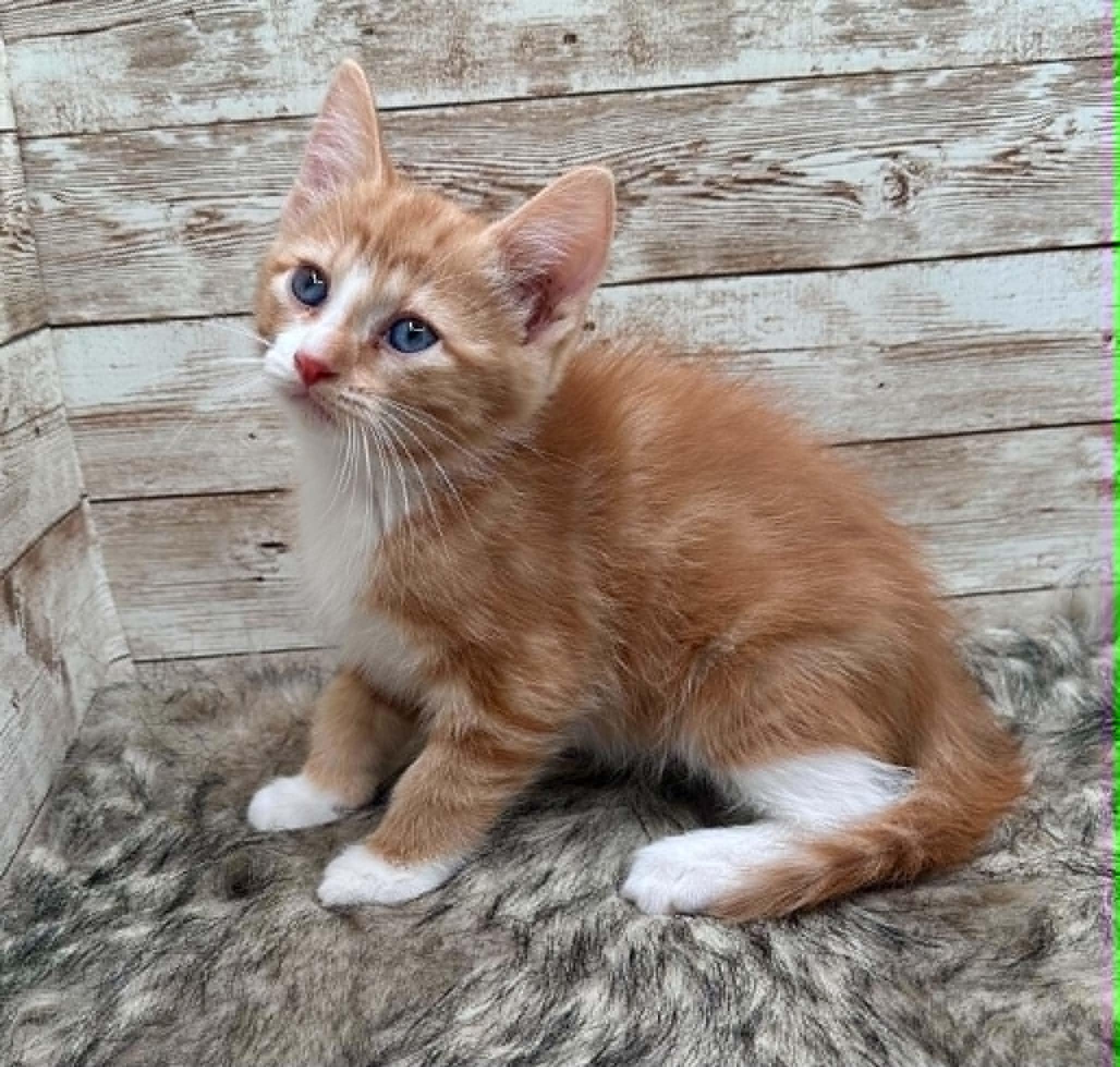 Michael, an adopted Domestic Short Hair in Lexington, KY image 4/4