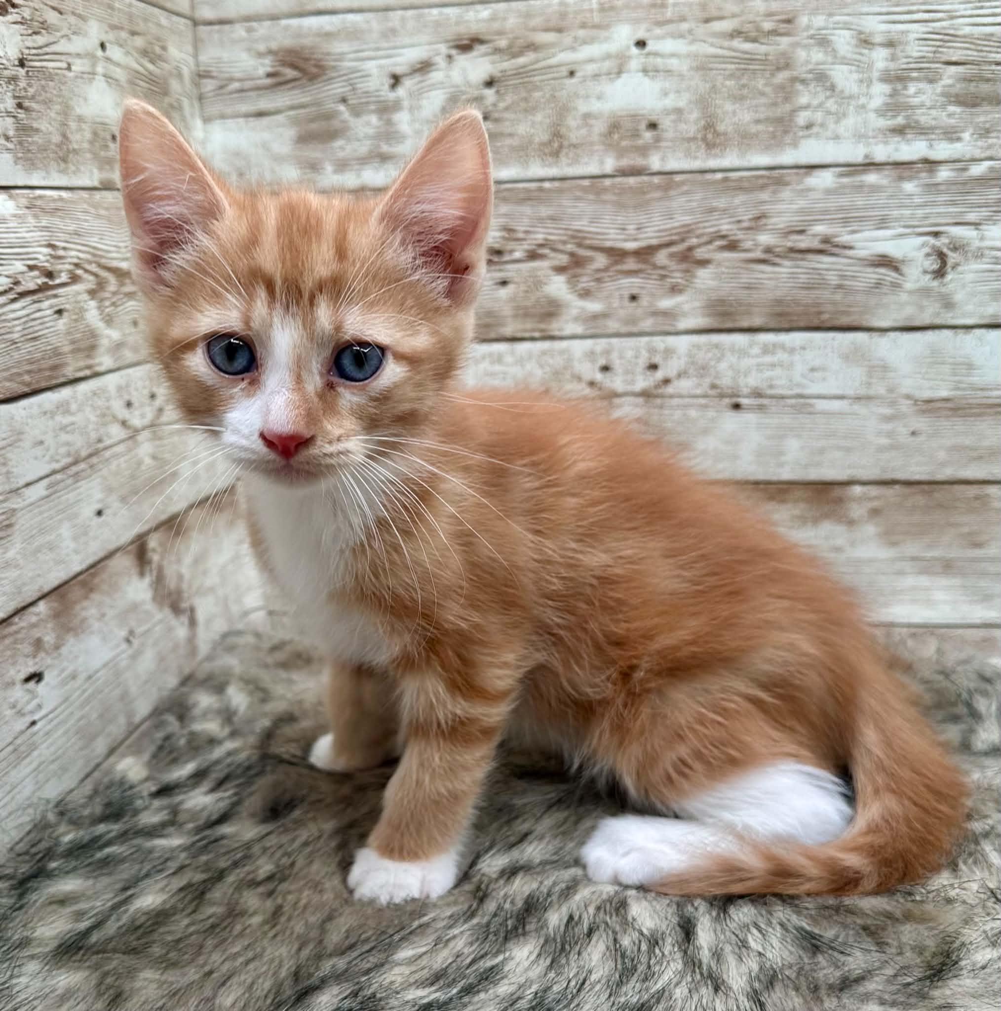 Michael, an adopted Domestic Short Hair in Lexington, KY image 2/4