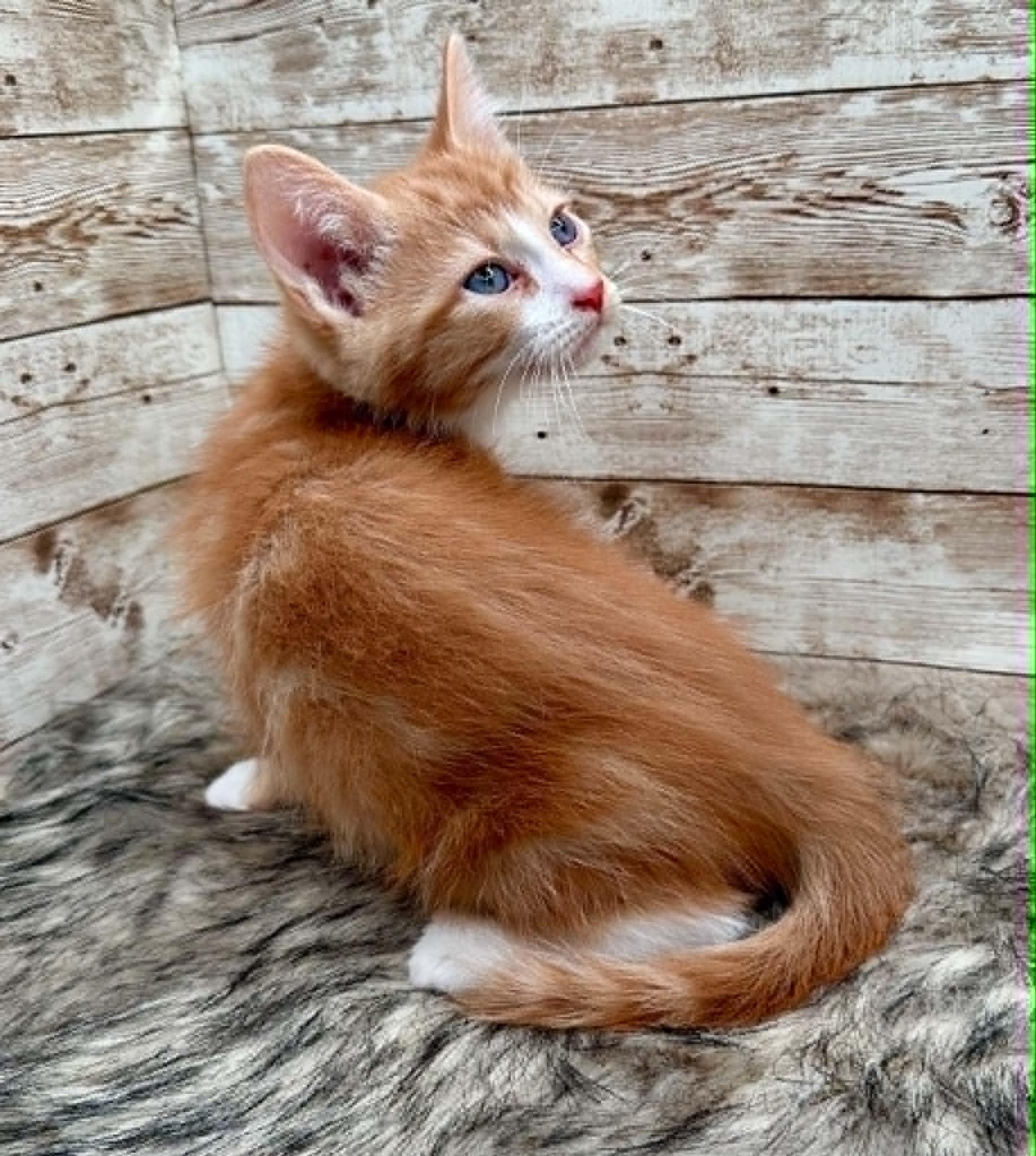 Michael, an adopted Domestic Short Hair in Lexington, KY image 3/4