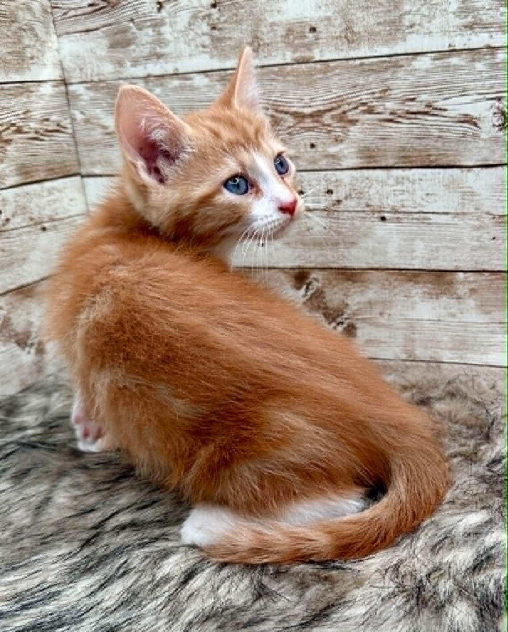 Michael, an adopted Domestic Short Hair in Lexington, KY image 1/4