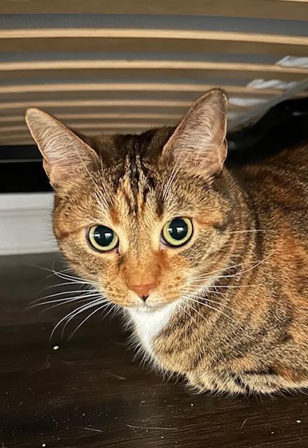 Dixie Lee, Adoptable, Adult Female Domestic Short Hair & Tabby.