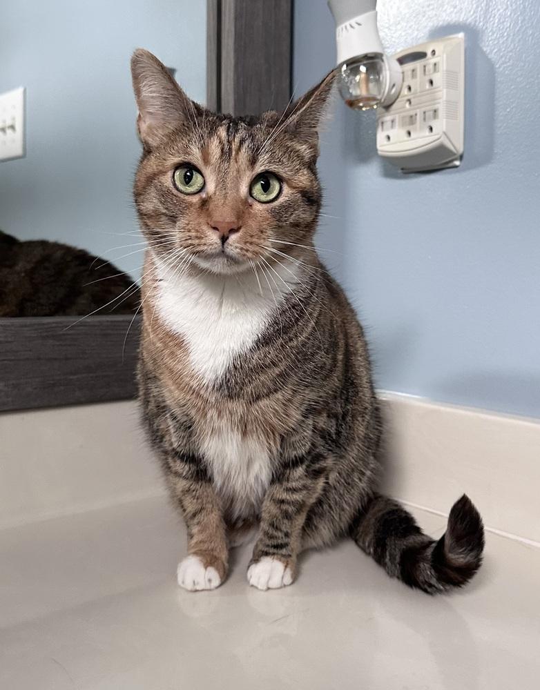 Enlarge Dixie Lee, a Adoptable mixed breed in Emerald Isle, NC image 2/4