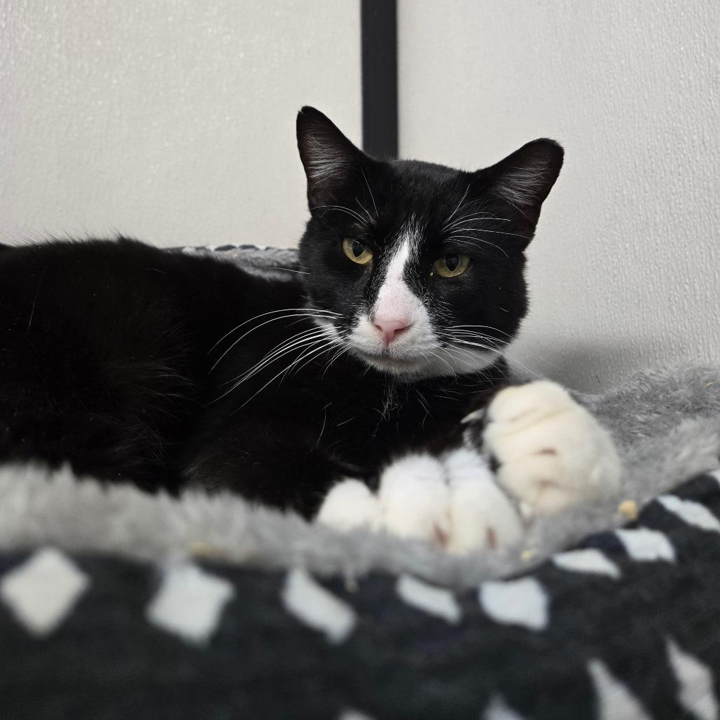 Enlarge Bartholomew Roberts, a ADOPTABLE Domestic Short Hair in Graham, TX image 1/2