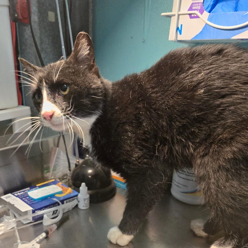 Enlarge Bartholomew Roberts, a ADOPTABLE Domestic Short Hair in Graham, TX image 2/2