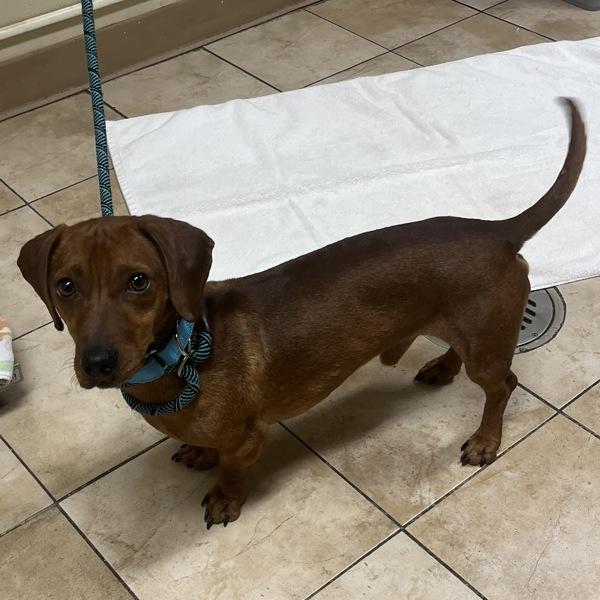 Simon, Adoptable, Adult Male Dachshund.