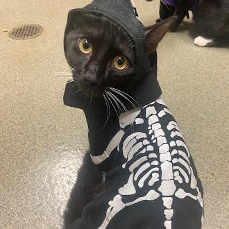 Dwight, Adoptable, Young Male Domestic Short Hair.