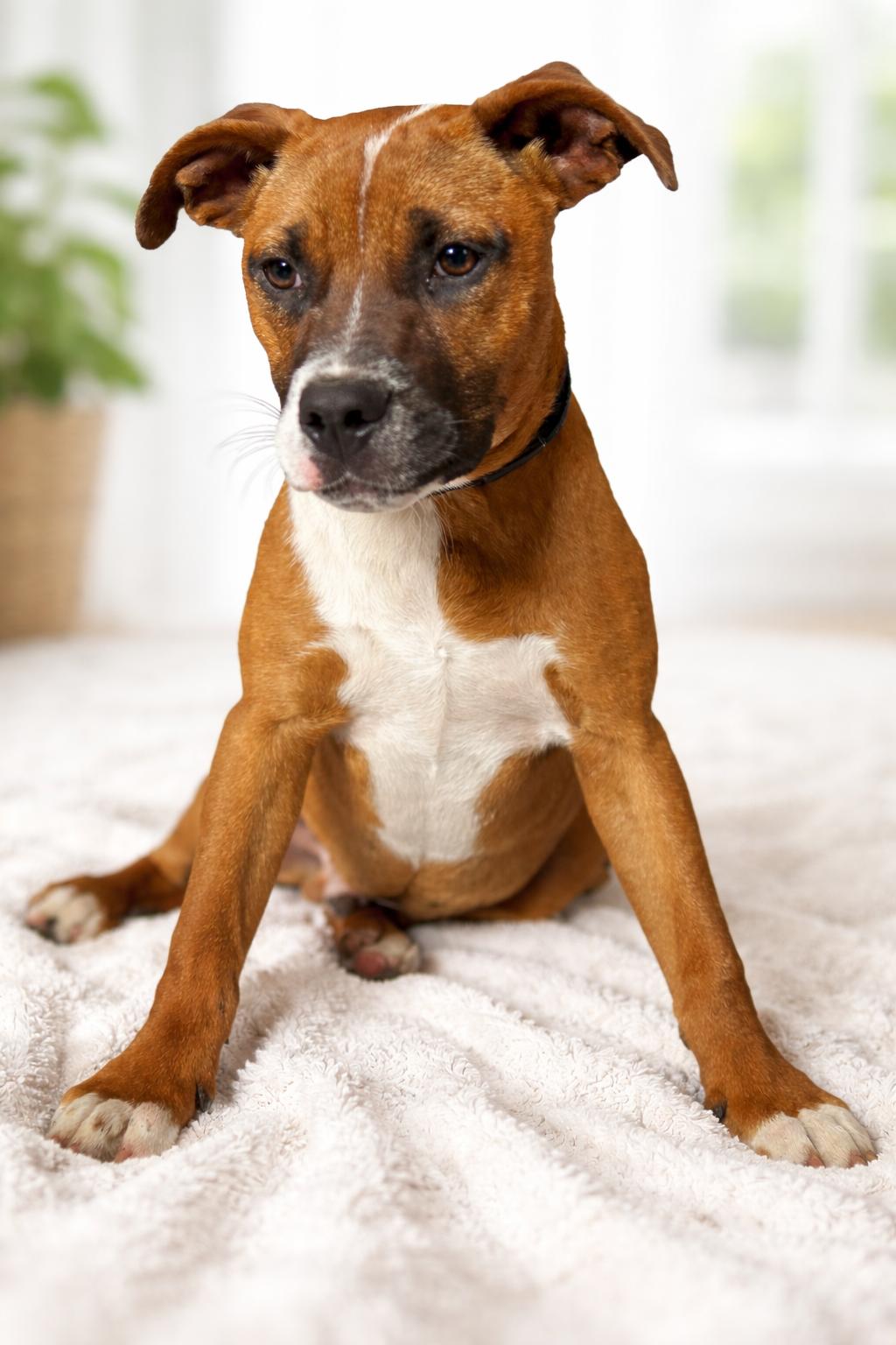 Enlarge Gaucho, a ADOPTABLE mixed breed in Hortense, GA image 1/2