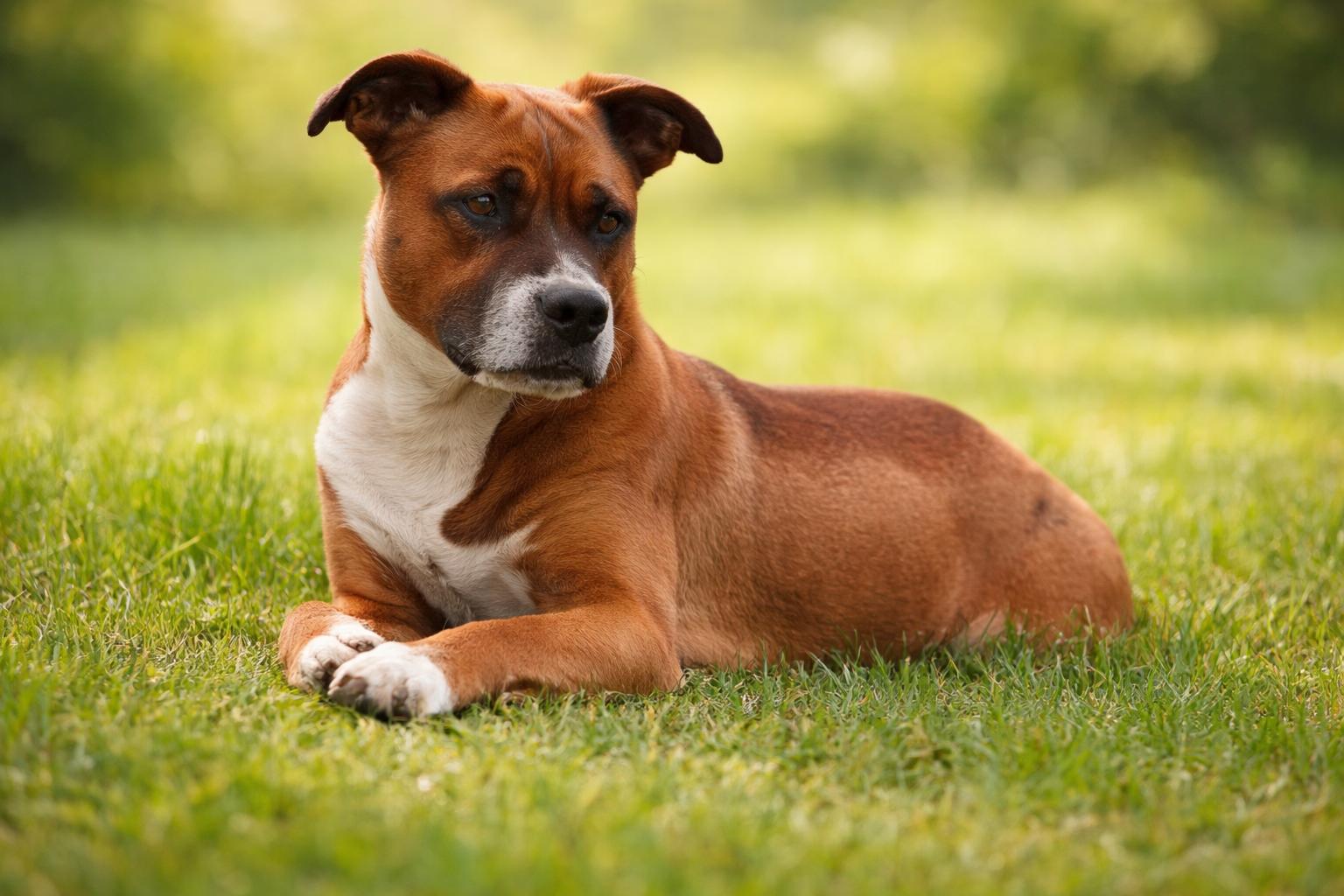 Enlarge Gaucho, a ADOPTABLE mixed breed in Hortense, GA image 2/2