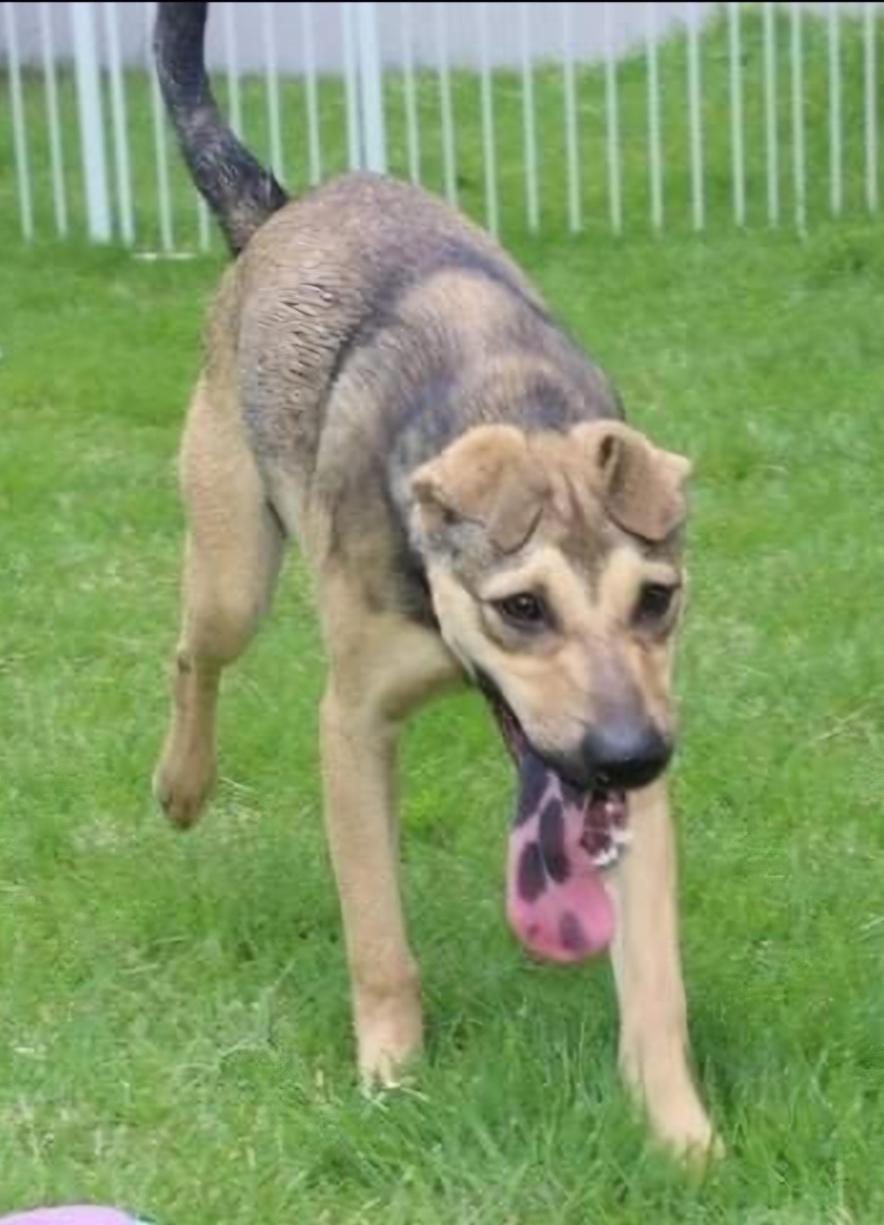 Simon " I Am thumbnail 4