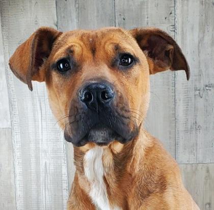 Xena, Adoptable, Adult Female Black Mouth Cur & Mixed Breed.