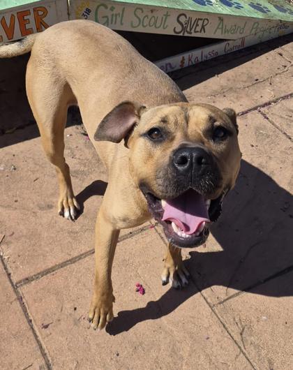 Enlarge Xena, a Adoptable mixed breed in Shreveport, LA image 2/3