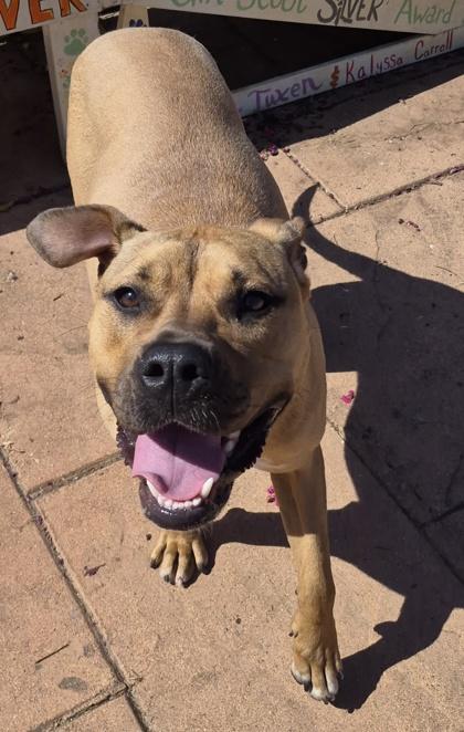 Enlarge Xena, a Adoptable mixed breed in Shreveport, LA image 3/3