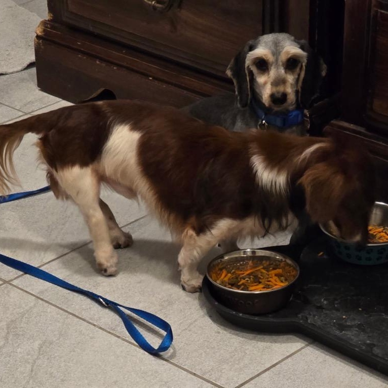Gizmo, an adopted Dachshund (Miniature Long Haired) in Orange Park, FL image 5/6