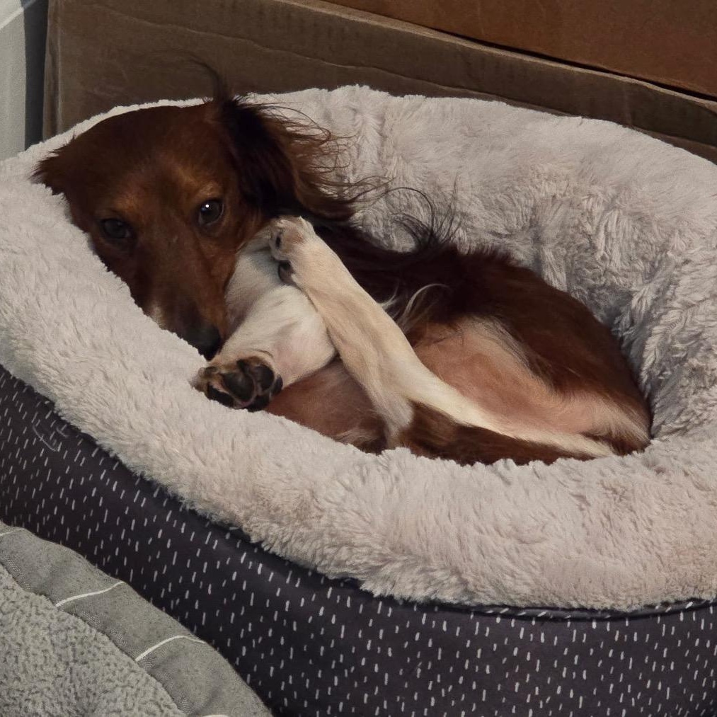 Gizmo, adopted, Adult Male Dachshund (Miniature Long Haired).