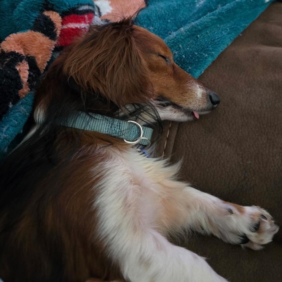 Gizmo, an adopted Dachshund (Miniature Long Haired) in Orange Park, FL image 4/6