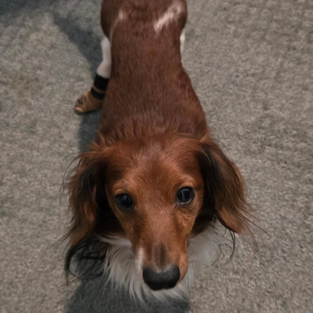 Gizmo, an adopted Dachshund (Miniature Long Haired) in Orange Park, FL image 2/6