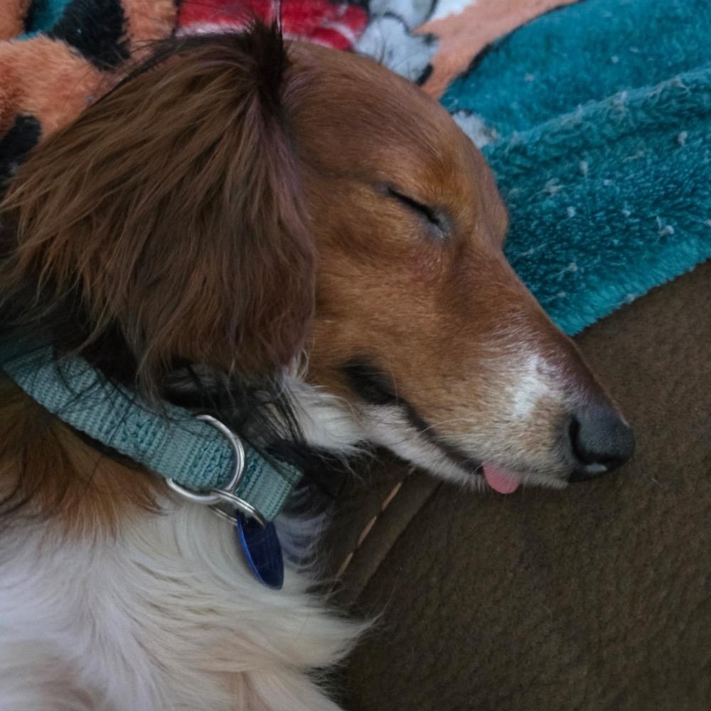 Gizmo, an adopted Dachshund (Miniature Long Haired) in Orange Park, FL image 6/6