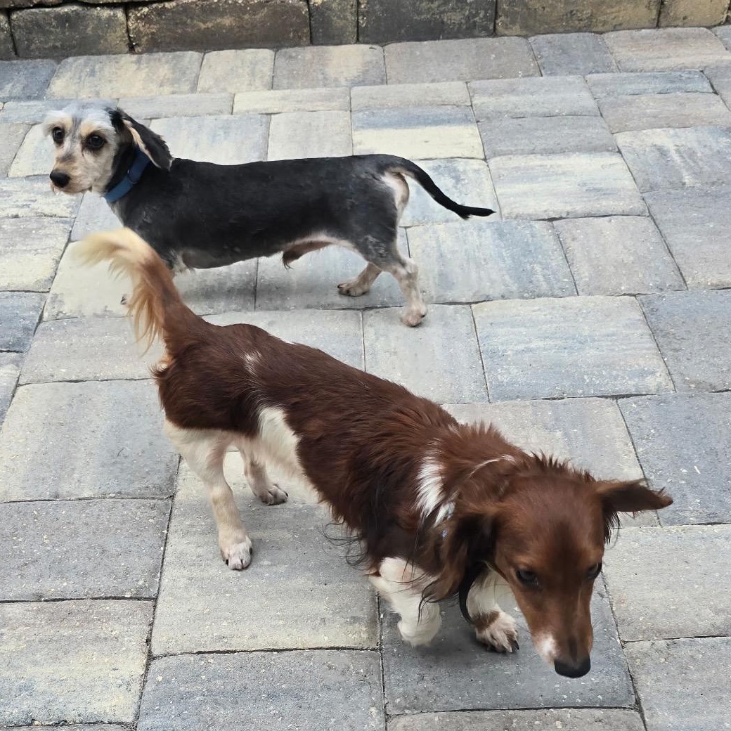 Gizmo, an adopted Dachshund (Miniature Long Haired) in Orange Park, FL image 3/6