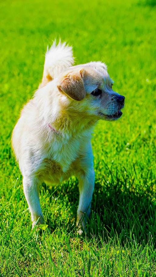 Enlarge Jax, an adopted mixed breed in Kenton, OH image 2/2