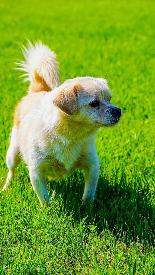 Enlarge Jax, an adopted mixed breed in Kenton, OH image 1/2
