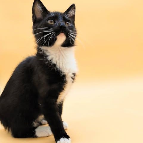 Ravi, adopted, Kitten Male Domestic Short Hair.