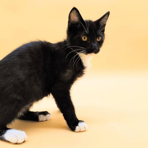 Enlarge Ravi, an adopted mixed breed in Springfield, MO image 2/3