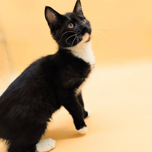 Enlarge Ravi, an adopted mixed breed in Springfield, MO image 3/3