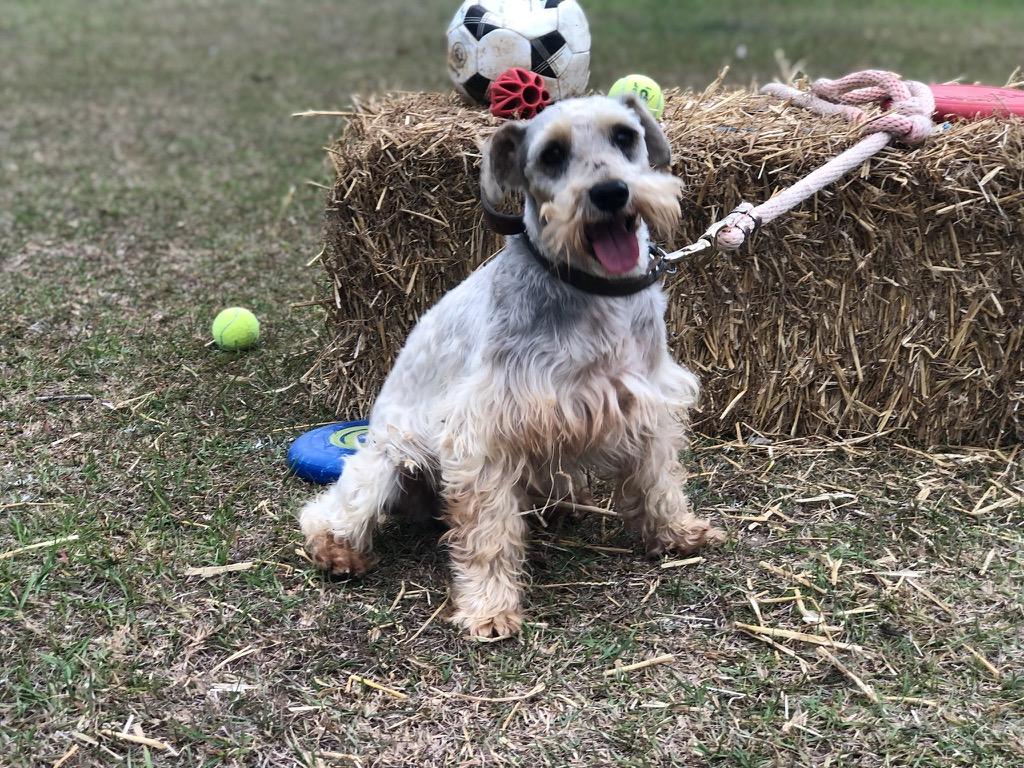 AJ, a ADOPTABLE Miniature Schnauzer in Sagaponack, NY image 2/5