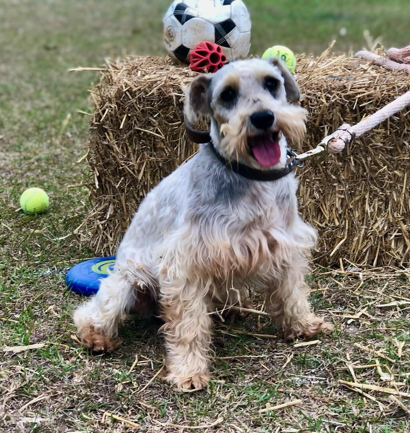 AJ, a ADOPTABLE Miniature Schnauzer in Sagaponack, NY image 3/5