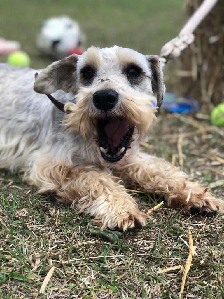 AJ, a ADOPTABLE Miniature Schnauzer in Sagaponack, NY image 4/5