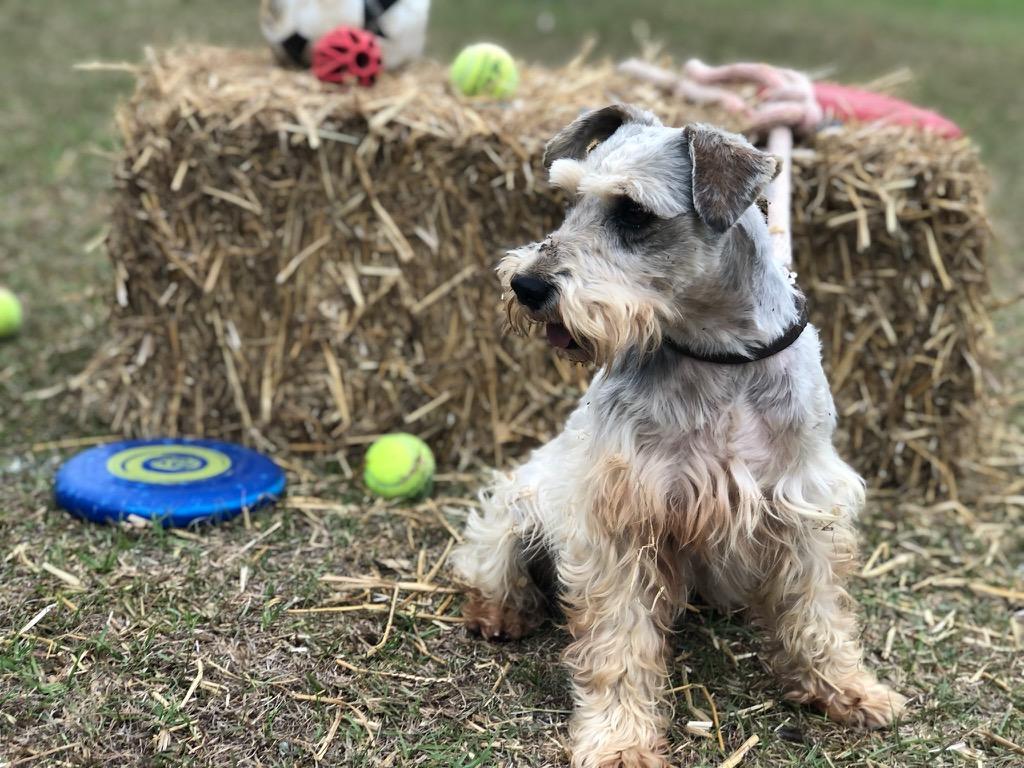 AJ, a ADOPTABLE Miniature Schnauzer in Sagaponack, NY image 5/5