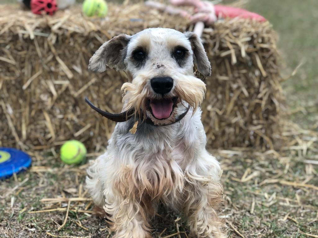AJ, ADOPTABLE, Young Male Miniature Schnauzer.