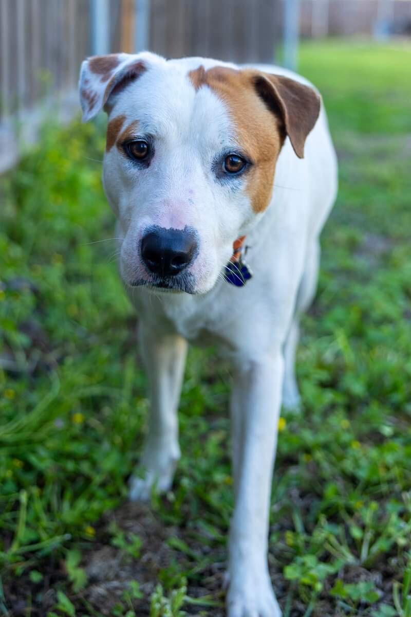 Dog for adoption Bruno Cordero, a Pit Bull Terrier & Labrador