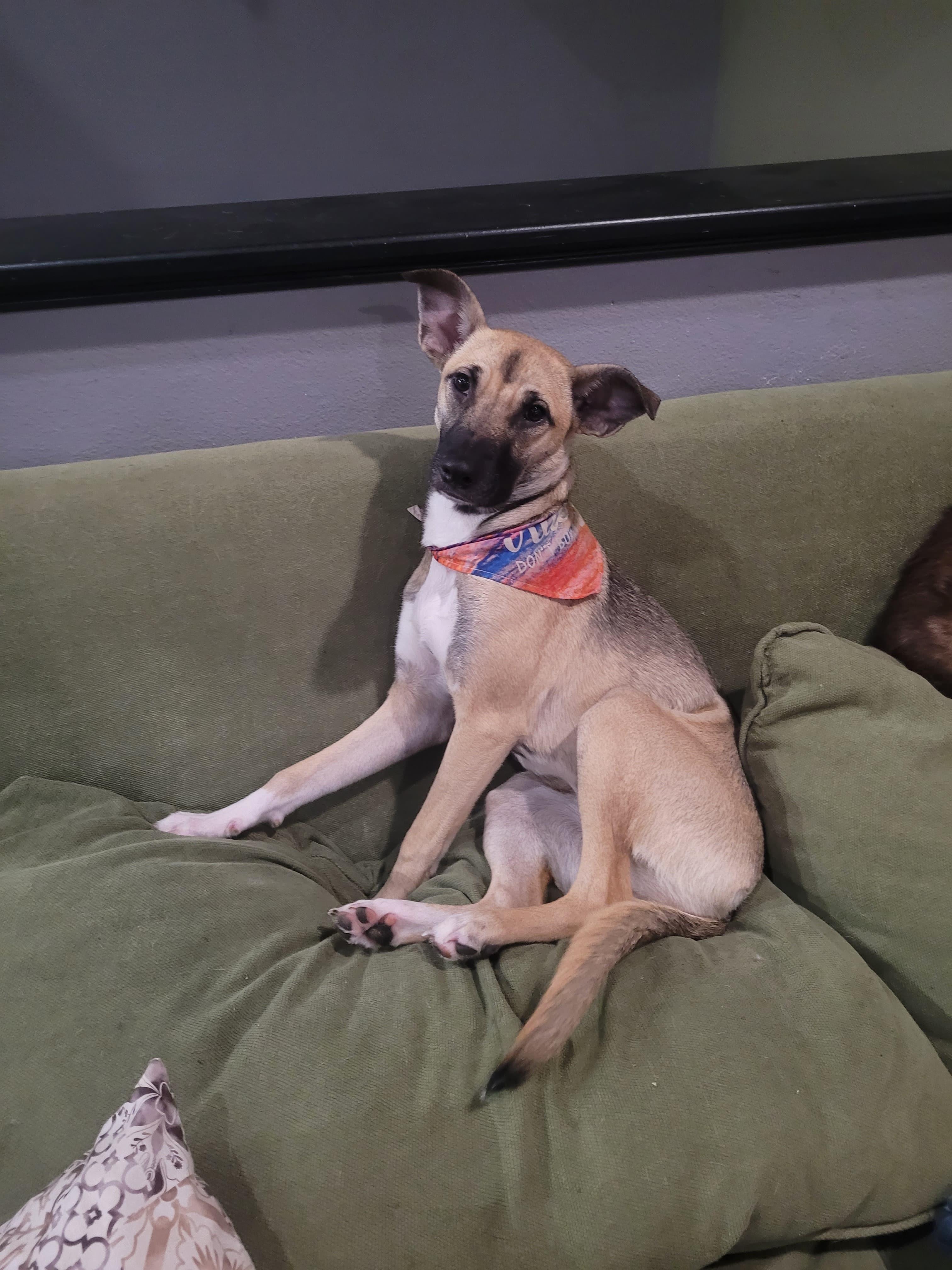 Playful and adorable Puppy- Dawn, adoptable, Young Female Black Mouth Cur & German Shepherd Dog.